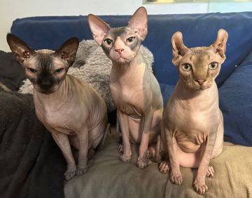 Katzenpfleger