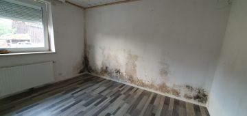 Mold Inspection and Removal