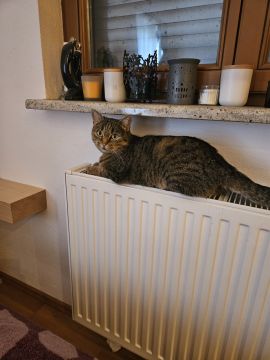 Tierpension
