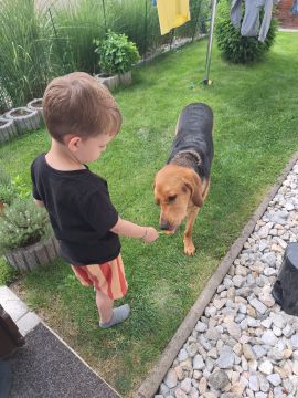 Hundetagesstätte (Hundesitter)