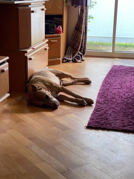 Dog Hotel