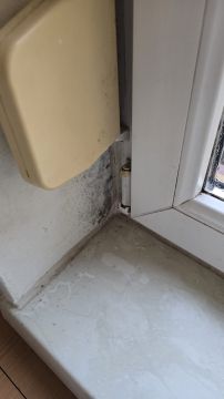 Schimmelinspektion und -beseitigung