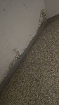 Schimmelinspektion und -beseitigung - Reinigung