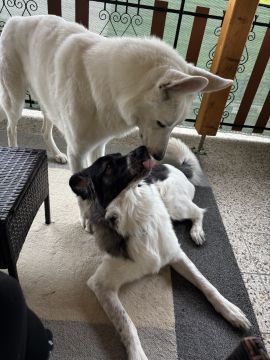 Pet Boarding and Daycare