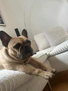 Pet Hotel