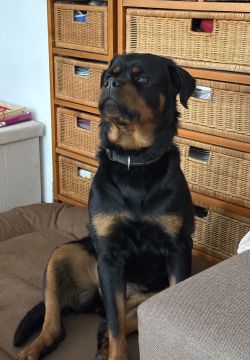 Hundesitter (Tagesstätte) - Haustiere