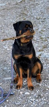 Hundetagesstätte (Hundesitter)