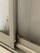 Mold Removal Expert