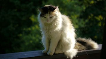Katzenpfleger