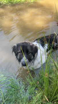 Hundepension