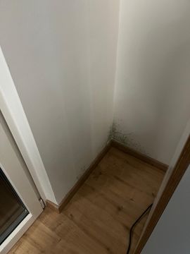 Mold Inspection and Removal