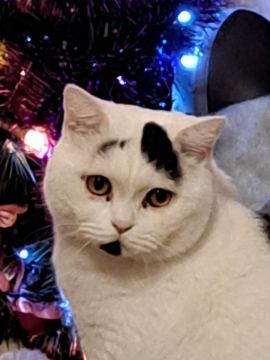 Katzenpfleger