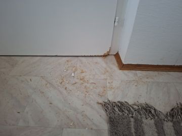 Exterminator