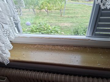 Pest Control - Home Improvements