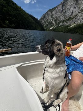 Pet Boarding and Daycare - Pets