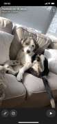 Dog Hotel