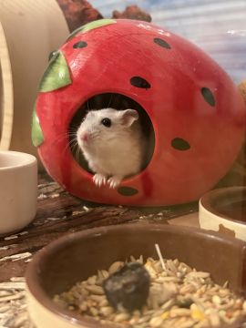 Tierpension