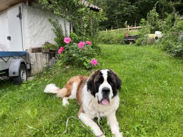 Haustierbetreuung und Tierpension