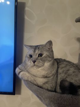 Hotel for Cats - Pets
