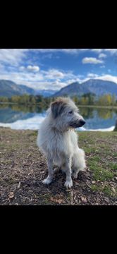 Dog Hotel