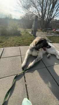 Dog Hotel - Pet Boarding and Daycare