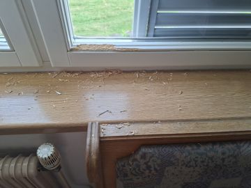 Pest Control Services