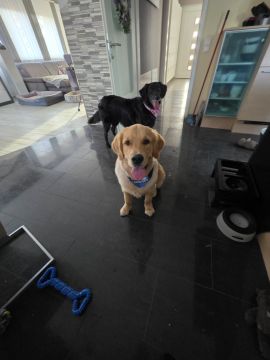 Dog Daycare