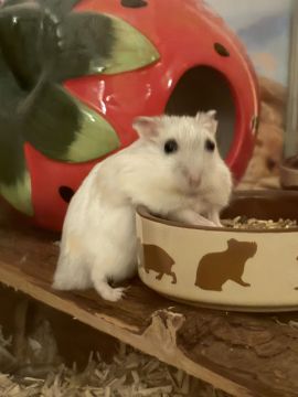 Tierpension