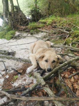 Dog Daycare - M. B.