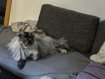 Katzenpfleger