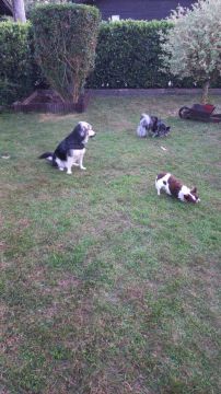 Pet Boarding and Daycare
