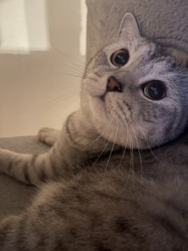 Hotel for Cats