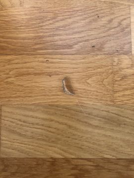 Hardwood Floor Repair or Partial Replacement