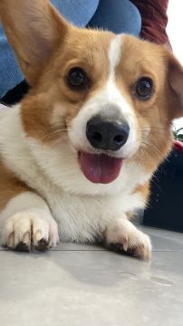 Dog Hotel