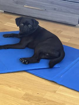 Dog Daycare