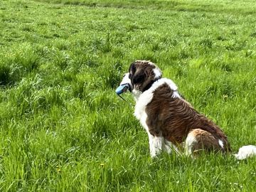 Hundepension