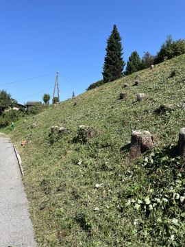 Baumstumpf oder -wurzel wegfräsen und entfernen - Gartenarbeiten