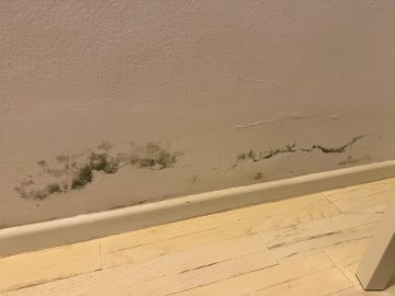 Mold Removal Expert