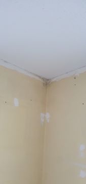 Mold Removal Expert