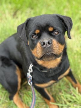 Haustierbetreuung und Tierpension