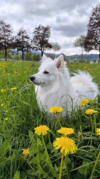 Hundesitter (Tagesstätte)