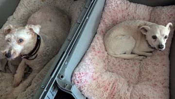 Dog Hotel