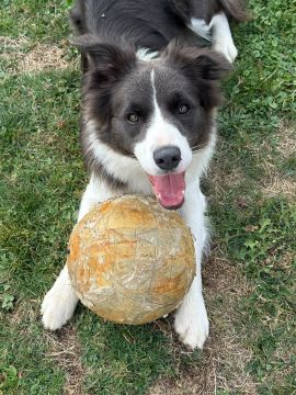 Dog Daycare