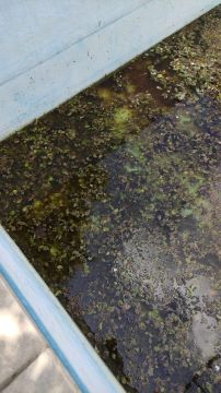 Swimmingpool reinigen oder warten - A. W.