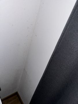 Schimmelinspektion und -beseitigung