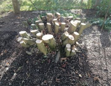 Baumspezialisten