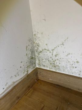Mold Removal Expert