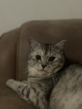 Hotel for Cats