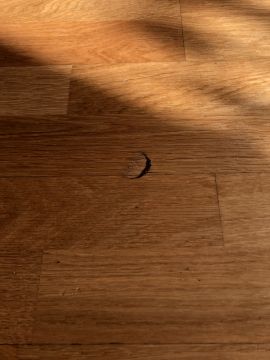 Flooring Specialist