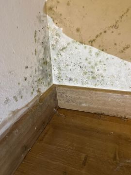 Mold Removal Expert - Domestic Services